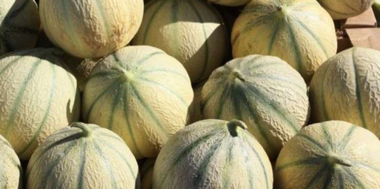 le melon charentais, frais et capiteux la base du pique nique estival ! le melon charentais, frais et capiteux la base du pique nique estival !